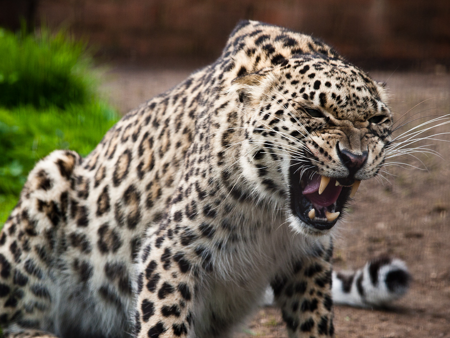 Welwyn: Leopards, UK, 2008 - Photo #07